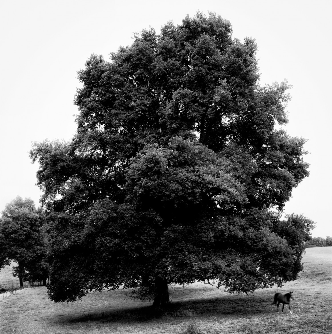 The great oak tree and the horse